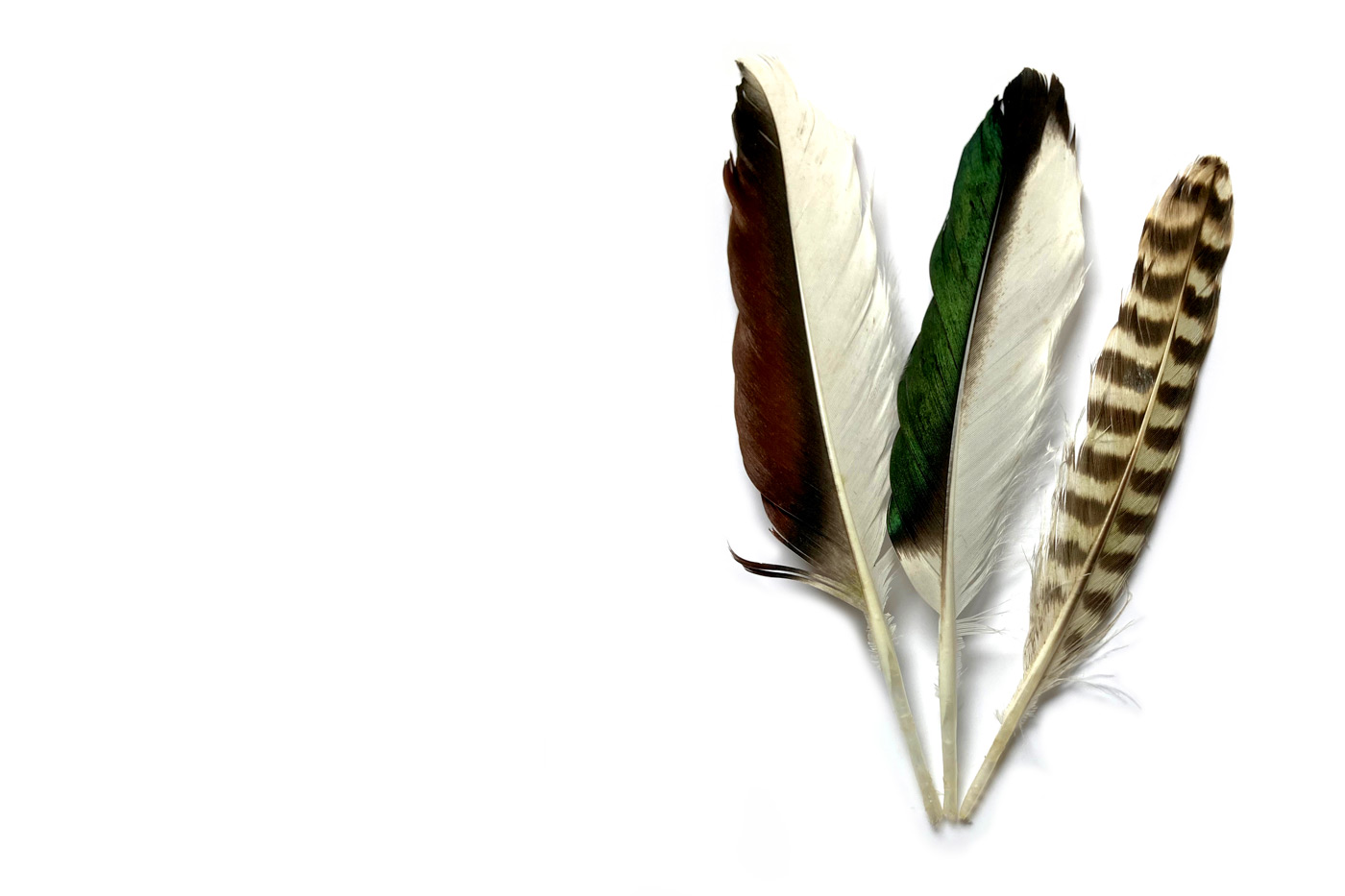 David Donohoe, Shelduck, Redshank feathers