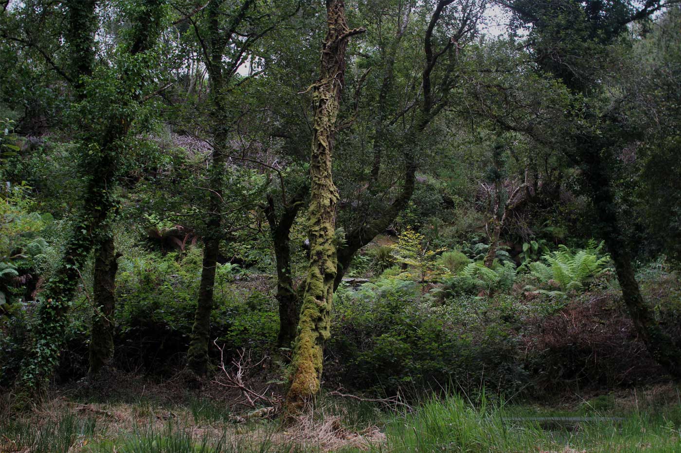 David Donohoe, woodland, Derrynane Kerry